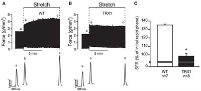 Thioredoxin 1 (TRX1) Overexpression Cancels the Slow Force Response (SFR) Development